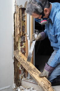 Termites In Building
